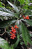 Fruiting Rainforest Plant