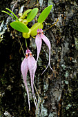 Epiphytic Rainforest Orchid