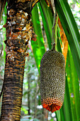 Pandanus Fruit