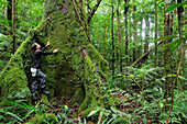 Endangered Lauan Tree