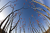 Blooming ocotillo