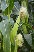 Female flowers of Corn