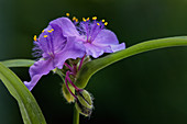 Spiderwort Flower