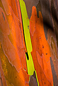 Rainbow Gum Tree Bark