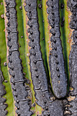 Saguaro Cactus Close-up