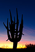 Saguaro Silhouette