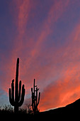 Saguaro Silhouettes