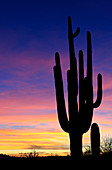 Saguaro Silhouette