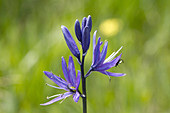 Camassia Quamash,Small Camas Flowering