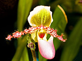 Paphiopedilum Orchid