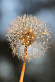 Dandelion Seed Head