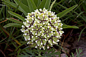 Spider Milkweed