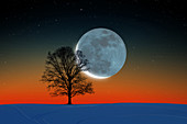 Crescent moon and tree