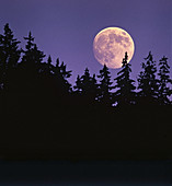 Moon over Spruce Trees