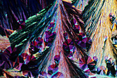 L. histidine crystals