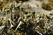 Cup Lichen (Cladonia sp.)