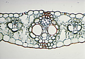 LM of Monocotyledon Leaf (Zea mays)