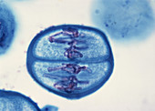 LM of Meiosis in Pollen Mother Cell - 6