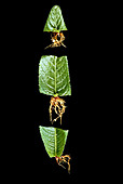 Vegetative Reproduction in Streptocarpus