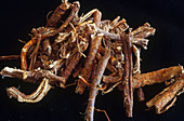 Sang Bai Pi,Chinese Herb