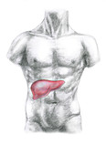 Male anatomy: liver
