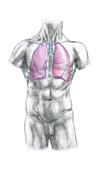 Male anatomy: lungs