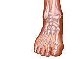 Skeleton of the Foot