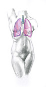 Female anatomy: Lungs