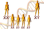 Heredity and Chromosomes