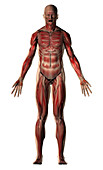 Human male muscular system