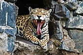 Jaguar Yawning