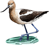 American Avocet