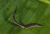 Rainforest Flatworm