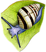 Hawaiian Tree Snail