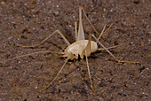 Chinese Cave Cricket