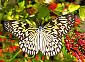Tree Nymph Butterfly