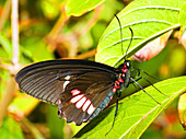 Common Rose Butterfly