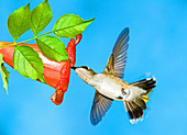 Ruby Throated Hummingbird Female