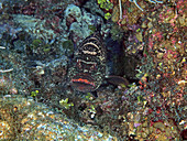 Tiger Grouper