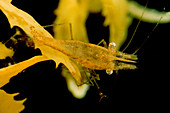 Sargassum Shrimp