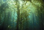 Giant kelp forest