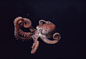 Long-armed octopus