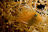 Sargassum Filefish