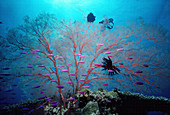 Giant sea fan coral