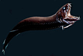 Deep-Sea Dragonfish