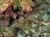 Caribbean Spiny Lobster