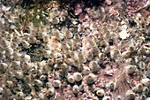Colony of Ivory Barnacles