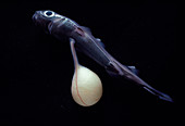 Velvet belly lantern shark