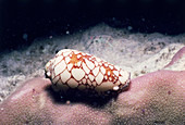 Poisonous Textile Cone Shell