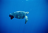 Hawksbill Turtle hooked on line